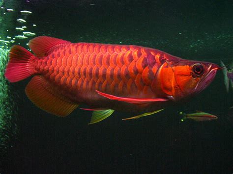 The asian arowana, known as the dragon fish in chinese, is one of the world's most expensive but the asian arowana is not your average pet store fish. Chili Red Arowana and Red Blood Arowana | Dragon Fish