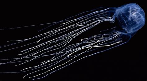 Australian Box Jellyfish Facts Natures Deadliest Creature