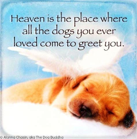 Dogs In Heaven Quote Via Alanna Chasin Aka The Dog Buddha Dog