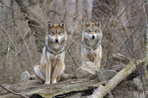 Two Critically Endangered Mexican Gray Wolves Found Dead In Arizona