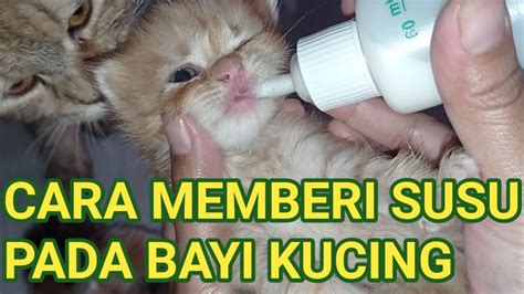Cara Memberi Susu Pada Bayi Kucing Yang Benar Youtube