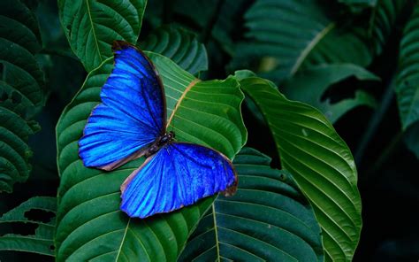 Blue Morpho Butterfly Wallpaper