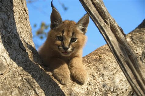 Lynx Wild Animals News And Facts By World Animal Foundation