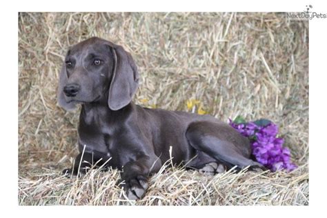 Sandy Dg Weimaraner Puppy For Sale Near Lancaster Pennsylvania