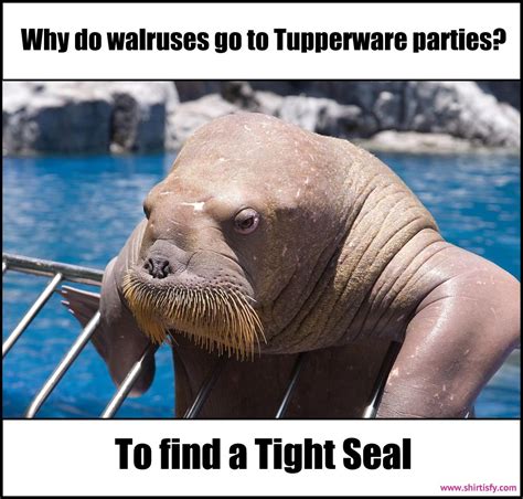 Funny Quotes About Seals Shortquotescc