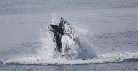 Humpbacks Are Having A Whale Of A Time At The Jersey Shore As Sightings Surge