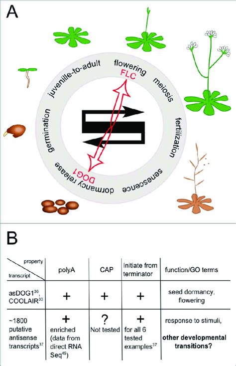 Developmental Cycle Of Arabidopsis Thaliana A Main Developmental
