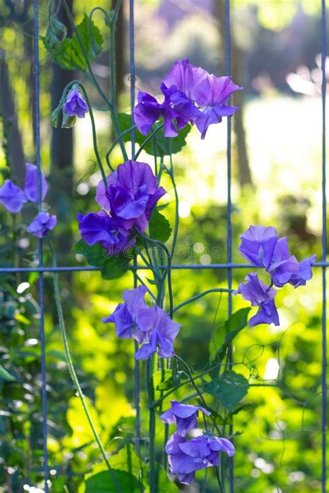 Sweet Pea Climbing Plants Flowering In A Garden Stock Image Image Of
