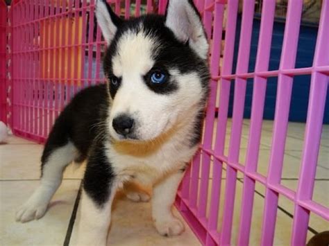 If you are looking for a siberian husky breeder that will give you accurate information about the pros and cons of owning a siberian husky puppy, you have come to the right. Siberian Husky, Puppies For Sale, In San Francisco ...