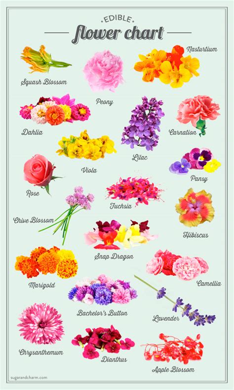 Learn the language of flowers, and you can practically speak in code. Sugar and Charm's Edible Flower Chart - Sugar and Charm ...