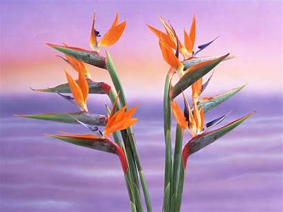 Exotic Flowers Rare Wallpapers Species Pixhome Excellent