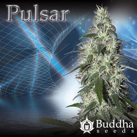Hemp Seed Pulsar 5 Feminized Buddha Seeds Growshop Seeds