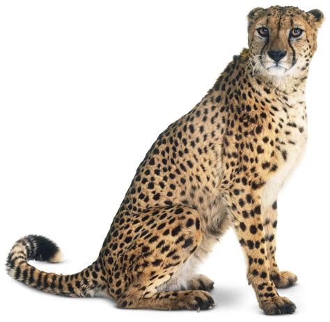 Different shapes, sizes and personalities. Types of Big Cats | Big Cat Breeds | DK Find Out