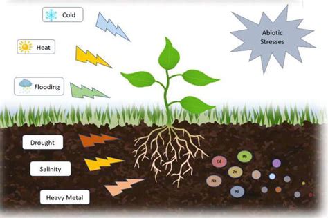How Abiotic Stress Conditions Affects Plant Roots Intechopen