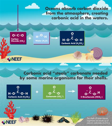 Marine Life And Ocean Acidity Neef