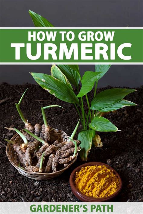 How To Plant And Grow Turmeric Gardeners Path