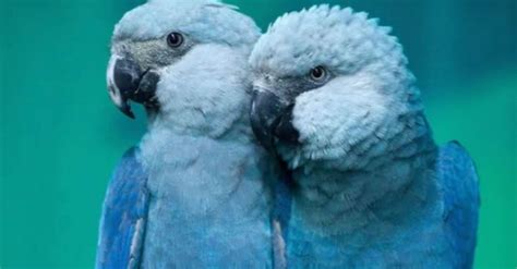 The Very Wonderful Blue Parrot Known From The Movie Called ‘rio Is