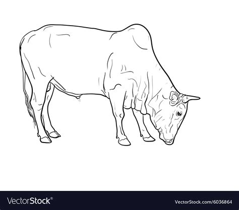 Drawing Of Ox Royalty Free Vector Image Vectorstock