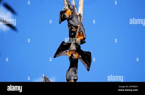 Flying Fox Giant Bat Australia Stock Videos And Footage Hd And 4k Video