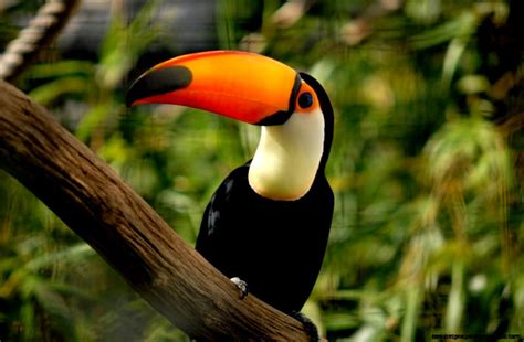 The Tropical Rainforest Animals Wallpapers Gallery