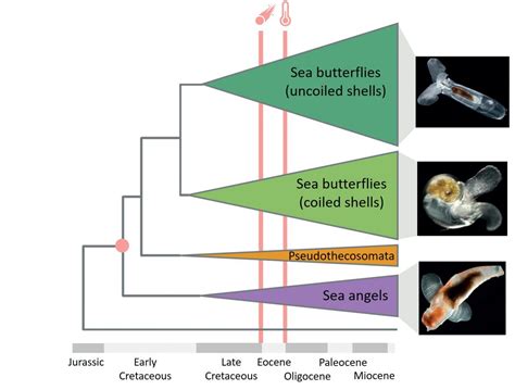 Evolutionary History Of Pterop Image Eurekalert Science News Releases