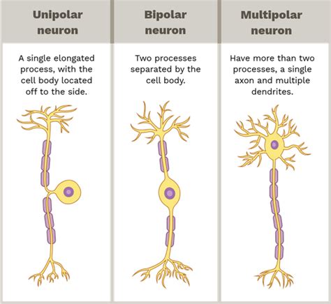 3 Neuron Types
