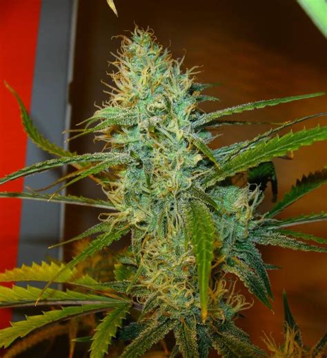Ghsc presents super lemon haze auto @ spannabis 2016 eng,esp,bg sub. Super Lemon Haze Auto - Semena konoplje