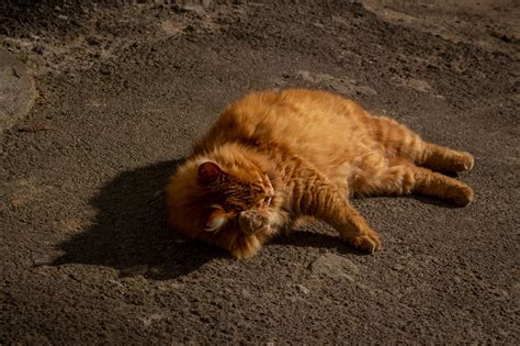 Sunbathing Expand For More Odesa Cats Ginger Cat Cats