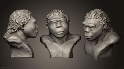 Busts And Heads Antique And Historical Homo Erectus Busta0425 3d