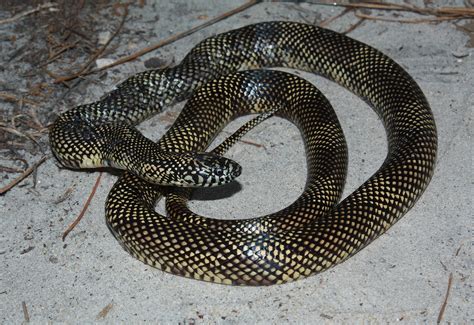 Apalachicola Kingsnake Florida Snake Id Guide