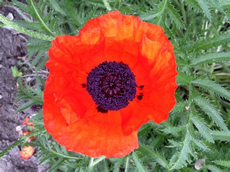 Pin By Dianne Houben On Natures Beauty Poppy Photo Nature Beauty