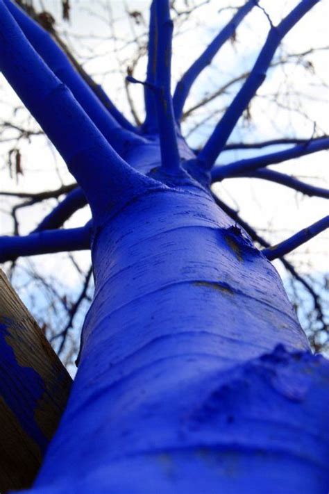 Des Arbres Peints Par Konstantin Dimopoulos Photo Land Art Avatar Tree
