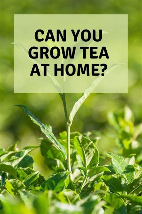 Can You Grow Tea At Home Garden Super Power