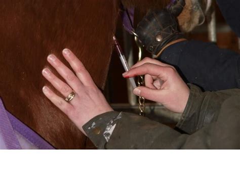 Horse Injection Equine Injection Intramuscular Injections Horses Im