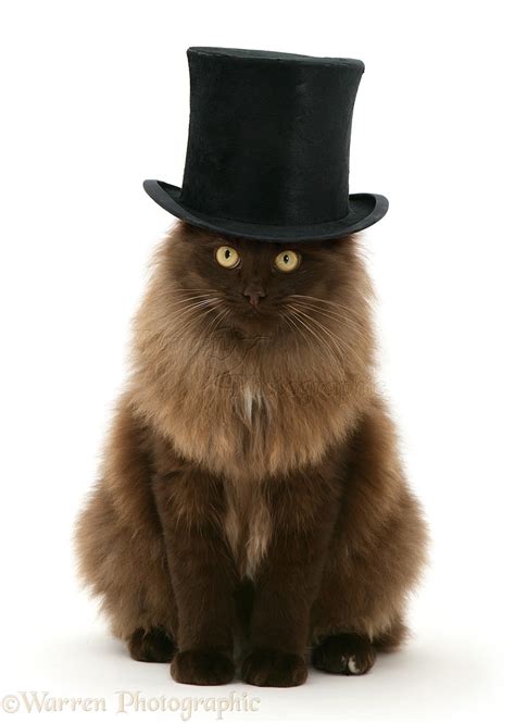 Fluffy Dark Chocolate Birman Cross Cat With A Top Hat On