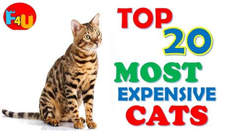 20 Most Expensive Cat Breeds In The World Facts 4u Youtube