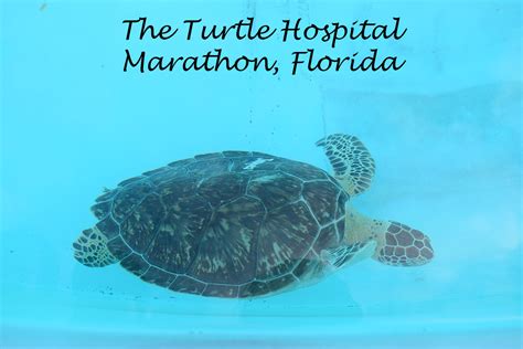 The Turtle Hospital In Marathon Florida Floradise