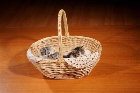 Uroczy kociak zdjęcie stock Obraz złożonej z potomstwa