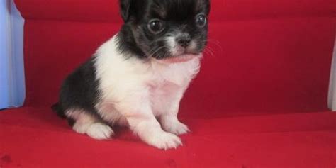 Japanese Chin Puppy For Sale Adoption Rescue For Sale In Uniondale