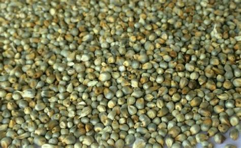 Green Millet Manufacturers Green Millets Suppliers Bajra India