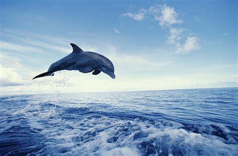 Bottlenose Dolphin Jumping From Water By Stuart Westmorland