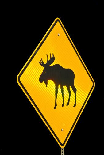 Moose Crossing Road Sign Stock Photo Download Image Now Crossing