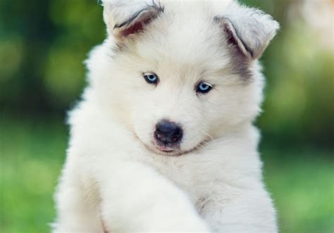 Samoyed Husky Mix A Complete Samusky Guide Puplore