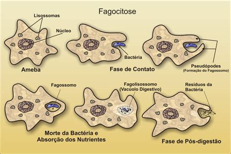 Na Necrose Ocorre A Digestão Dos Componentes Celulares Pelos Lisossomos