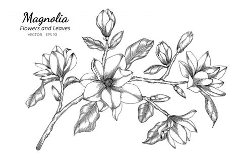 How to draw a magnolia. Magnolia flower and leaf drawing illustration with line ...