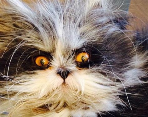 Youve Never Seen A Cat Like This One Before Grumpy Cat Cute Cats