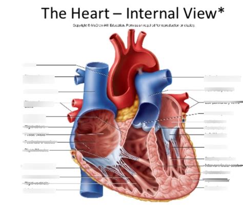 Heart Anatomy Lab Quiz Interior View Diagram Quizlet