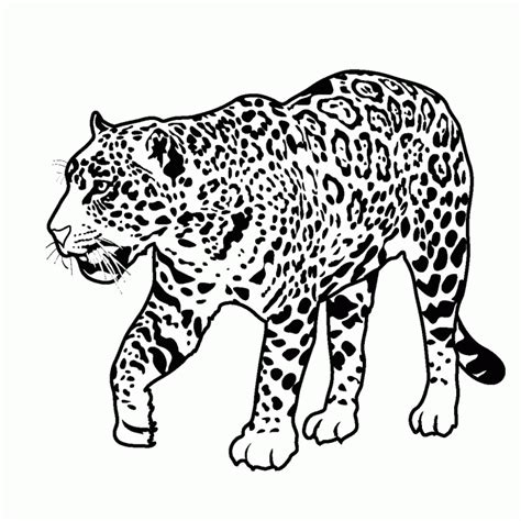Big Cats Coloring Pages Coloring Home