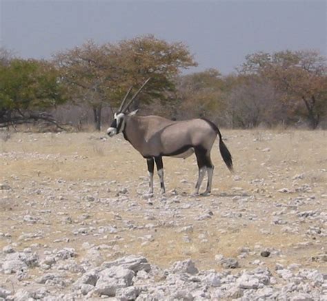 Wildlife Of Namibia Wikipedia