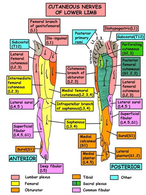 Instant Anatomy Leg Nerves Cutaneous Supply General Health